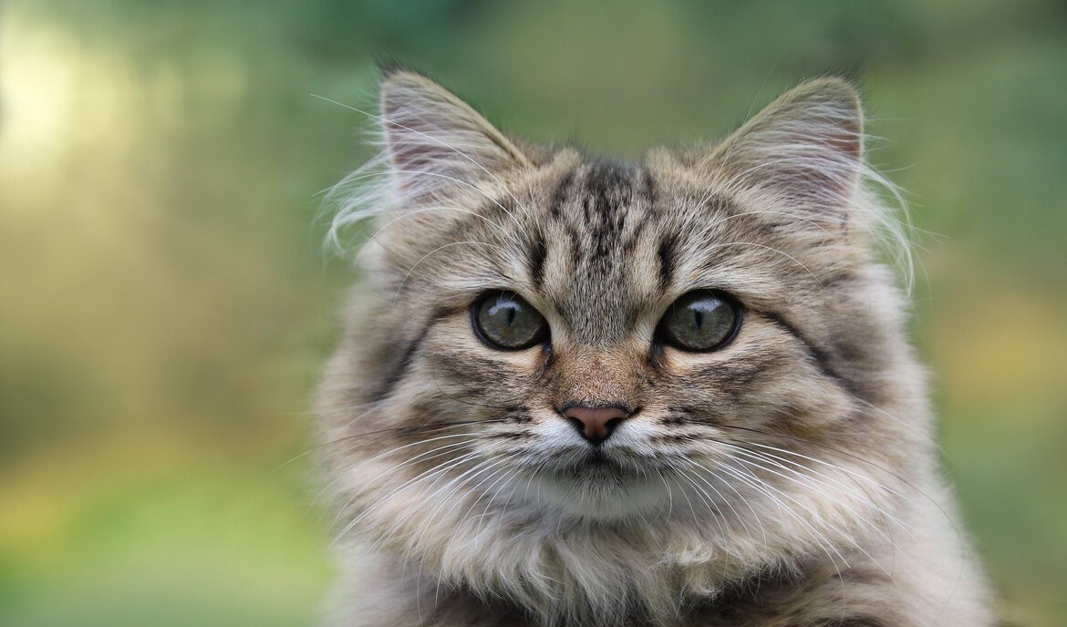 Norwegian Forest Cat: Cat Food and a Portrait of the Breed